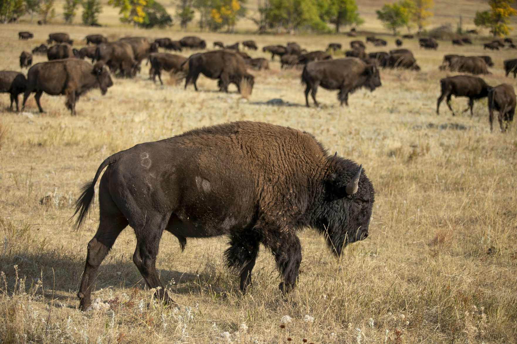 Buffalo Roundup Preview